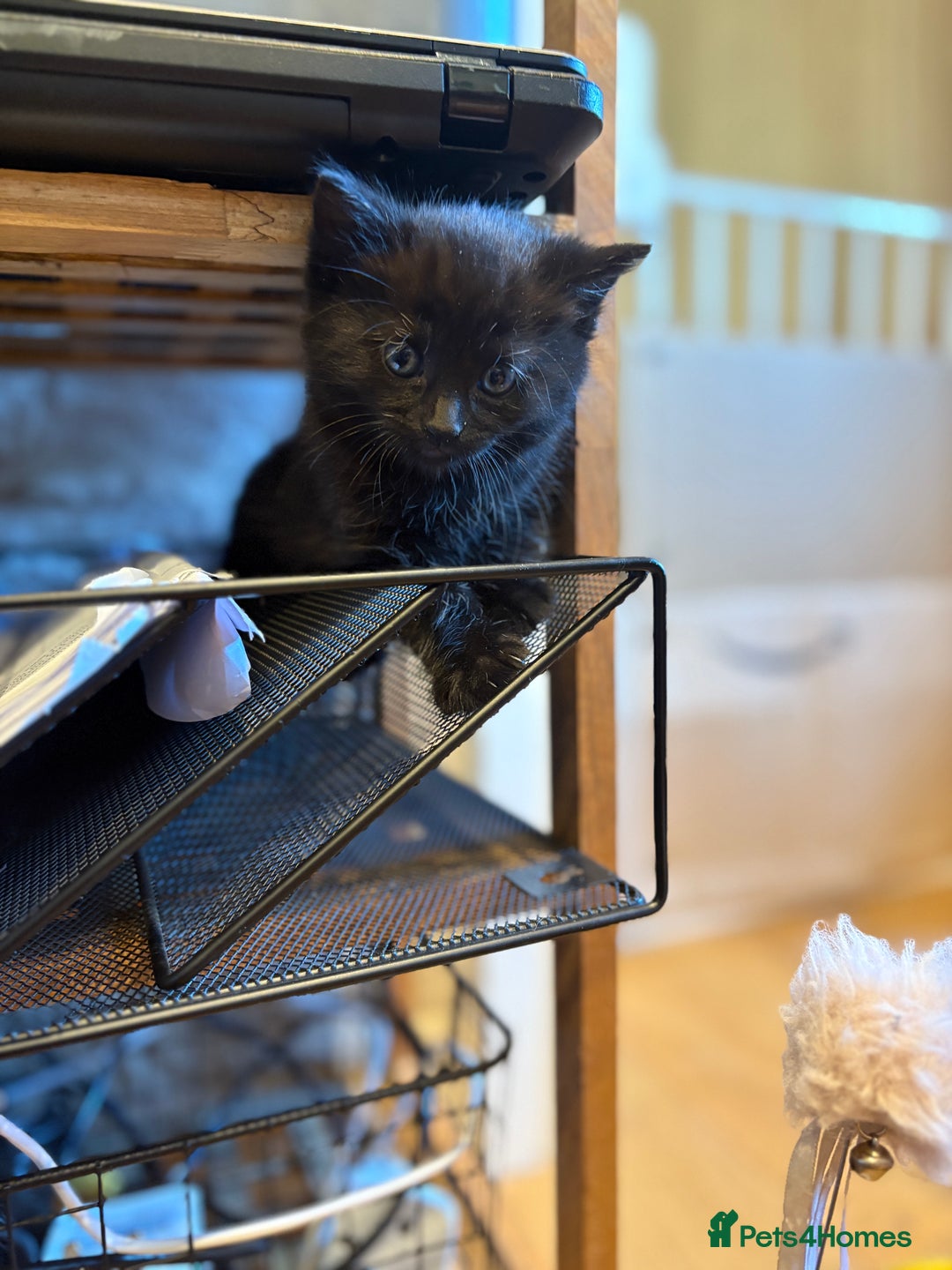 Mixed Breed cats for sale: Beautiful boy  - Image 6