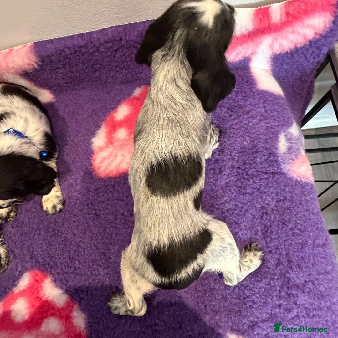 Cocker Spaniel dogs for sale: Stunning cocker spaniel pups  - Advert 23