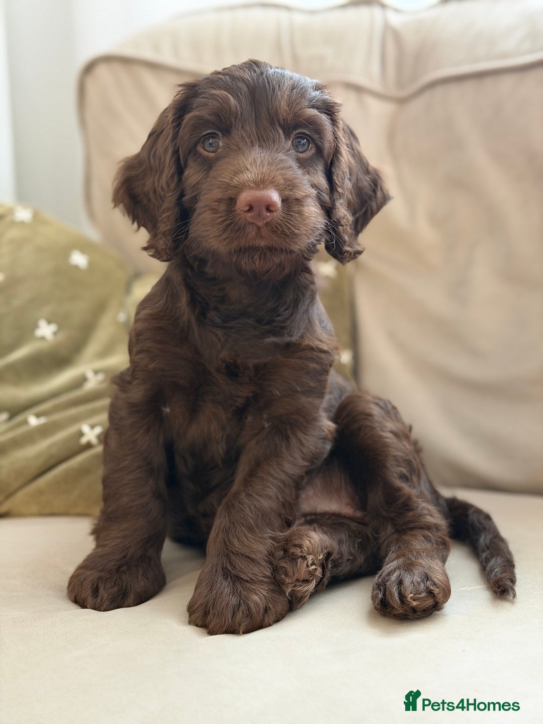 Cockapoo dogs for sale: Beautiful female Cockapoo  - Advert 1