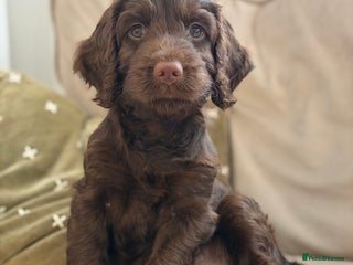 Cockapoo dogs Beautiful female Cockapoo - Advert 1