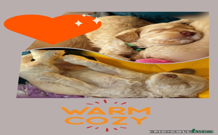 Australian Labradoodle dogs - Advert 4