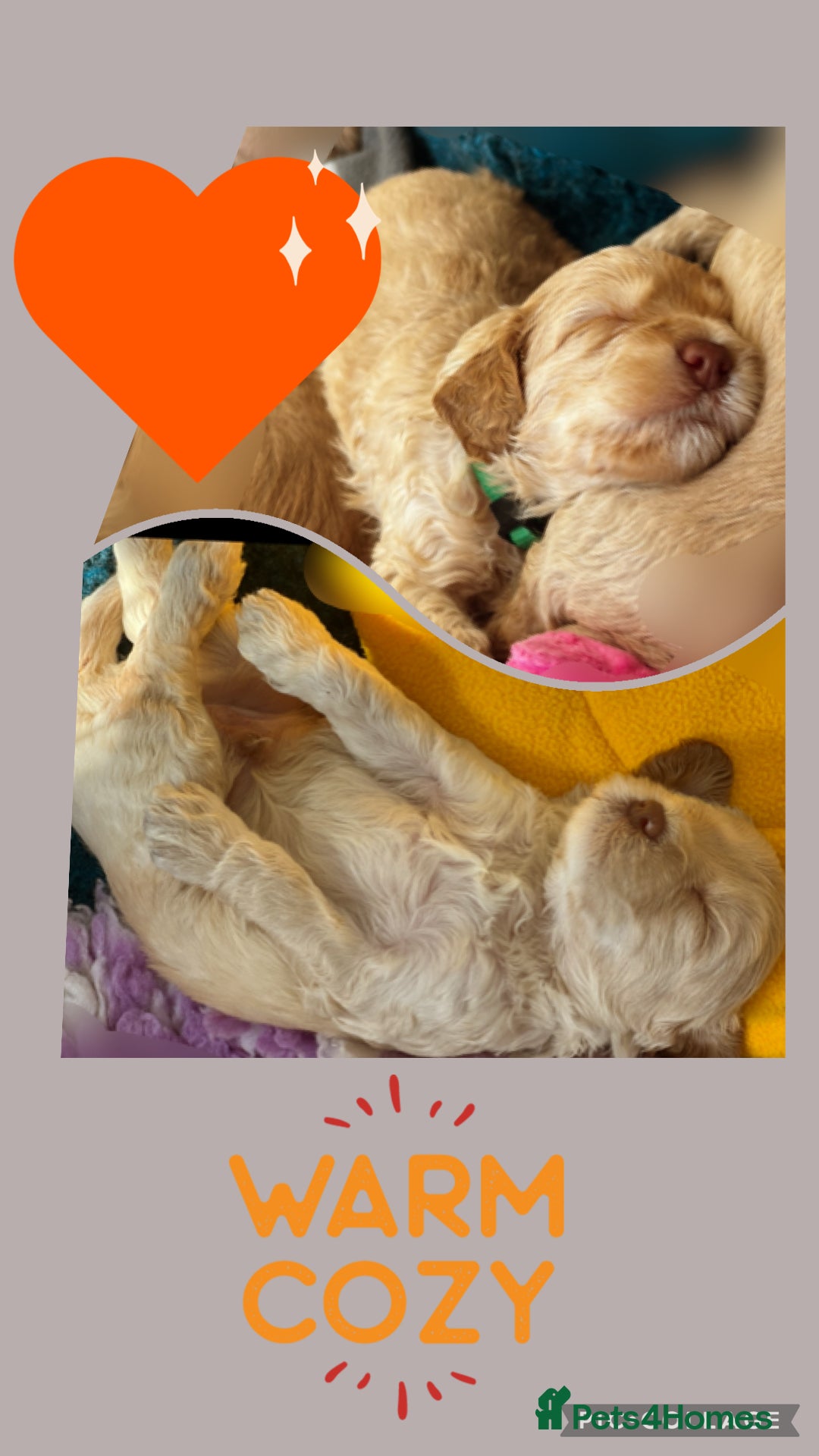 Australian Labradoodle dogs for sale: ♥️ 1 girl left ♥️ tiny tails , big hearts ♥️  - Image 19