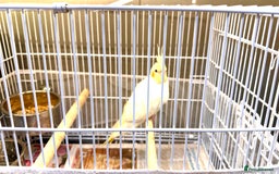 Cockatiels birds for sale: Lovely cockatiel looking for new home  - Image 4