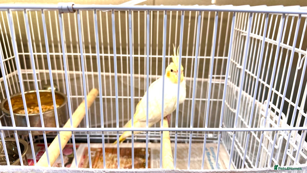 Cockatiels birds for sale: Lovely cockatiel looking for new home  - Image 4