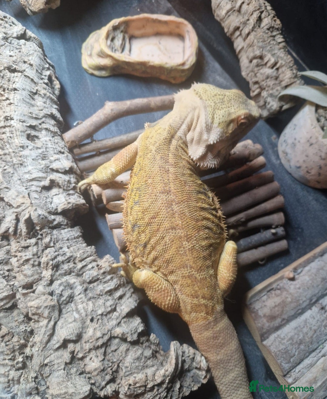 Bearded Dragon reptiles for sale: Male leather back bearded dragon - Image 4