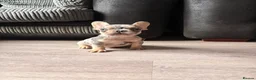 French Bulldog dogs for sale: Beautiful French bulldog pups in Basildon - Advert 4