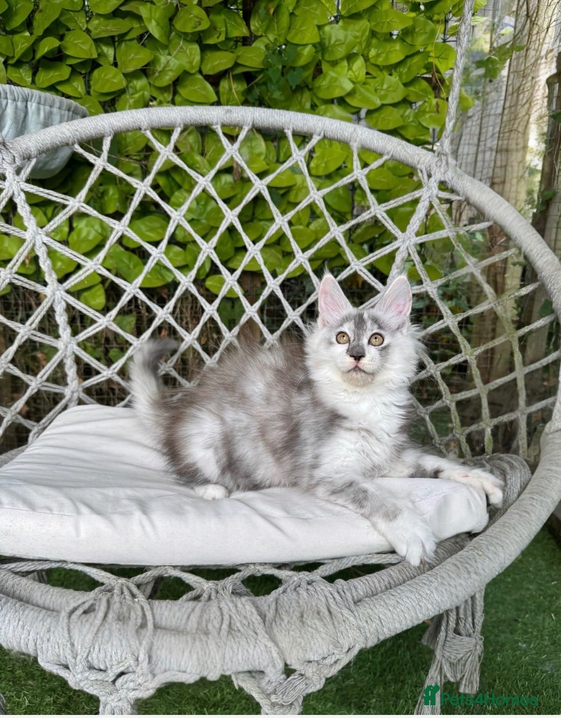 Maine Coon cats     🌟🌟Amazing Kittens Maine Coon 🌟🌟 - Advert 10