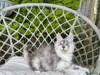 Maine Coon cats 🌟🌟Amazing Kittens Maine Coon 🌟🌟 - Advert 10