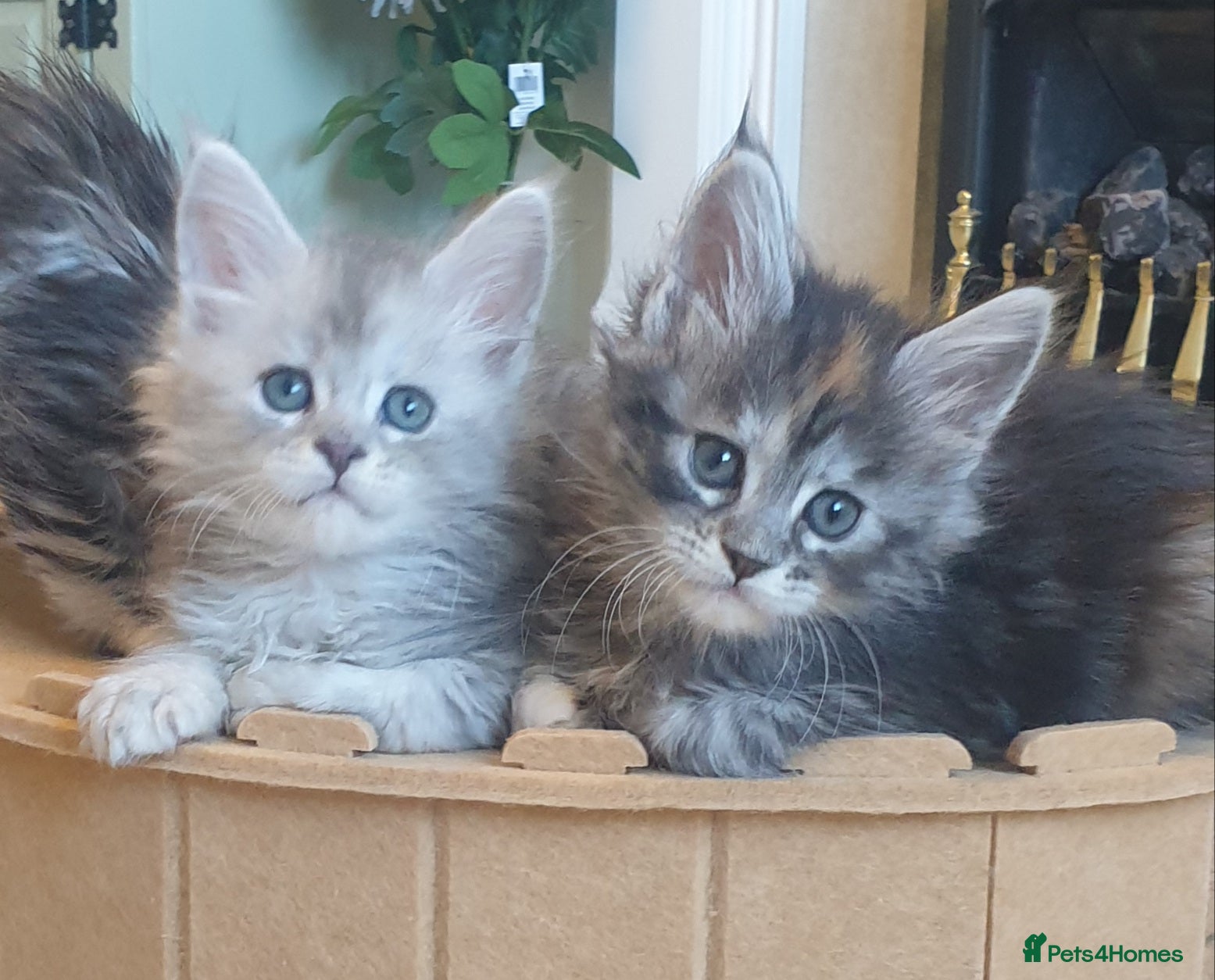 Maine Coon cats Tica registered Maine Coons  - Advert 5