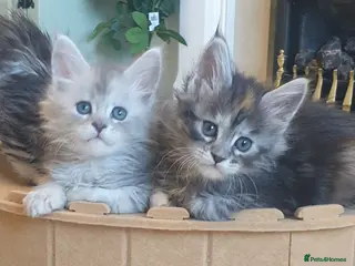 Maine Coon cats Tica registered Maine Coons - Advert 3