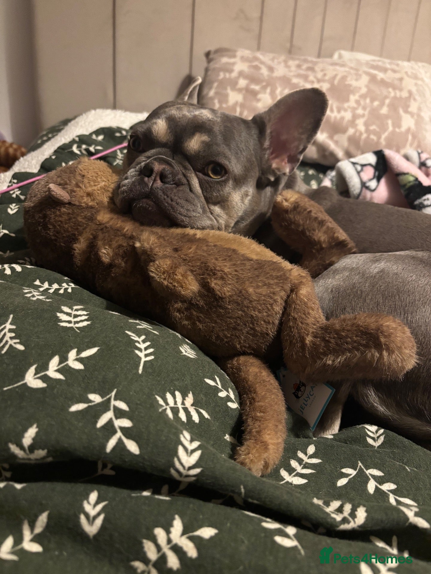 French Bulldog dogs FRENCH BULLDOG -  **   - Advert 1