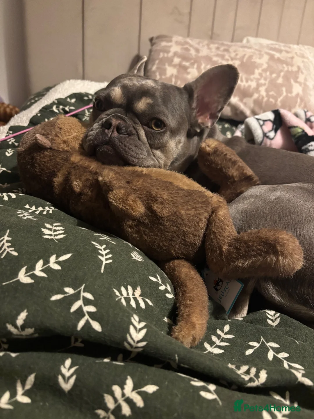 French Bulldog dogs for sale: FRENCH BULLDOG -  **   in Stockport - Advert 1