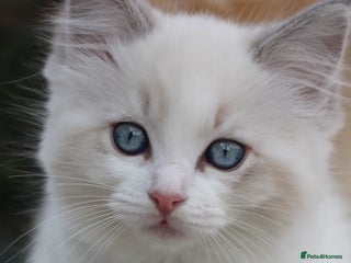Ragdoll cats Blue Lynx Bicolour Ragdoll TICA Registered - Advert 4