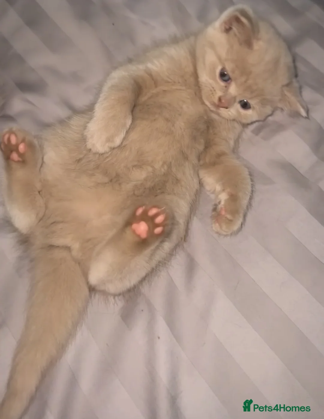 British Shorthair cats for sale: Fawn British shorthair female  - Advert 1