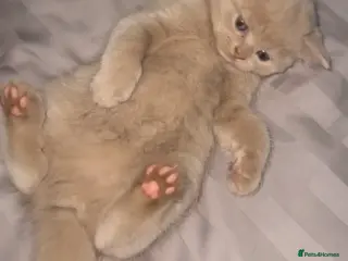 British Shorthair cats Fawn British shorthair female - Advert 10