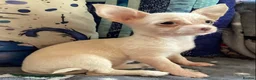 Chihuahua dogs for sale: Gorgeous tiny Chihuahua babies - Advert 13