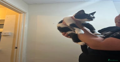 Mixed Breed cats - Advert 15