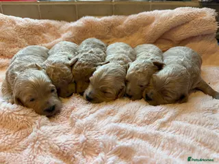 Maltipoo dogs Beautiful Maltipoo F1 Puppies - Advert 11