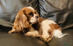 Cavalier King Charles Spaniel dogs for sale: Beautiful cavalier King Charles bitch - Image 1