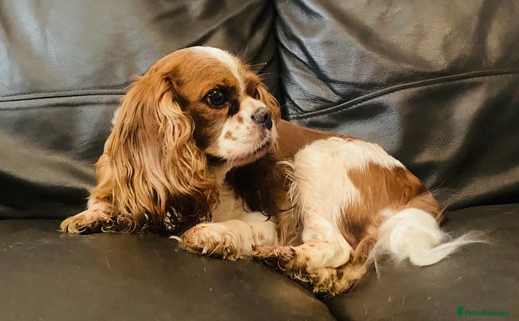 Cavalier King Charles Spaniel dogs - Advert 4