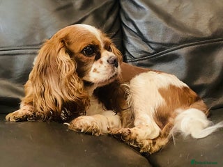 Cavalier King Charles Spaniel dogs - Advert 6