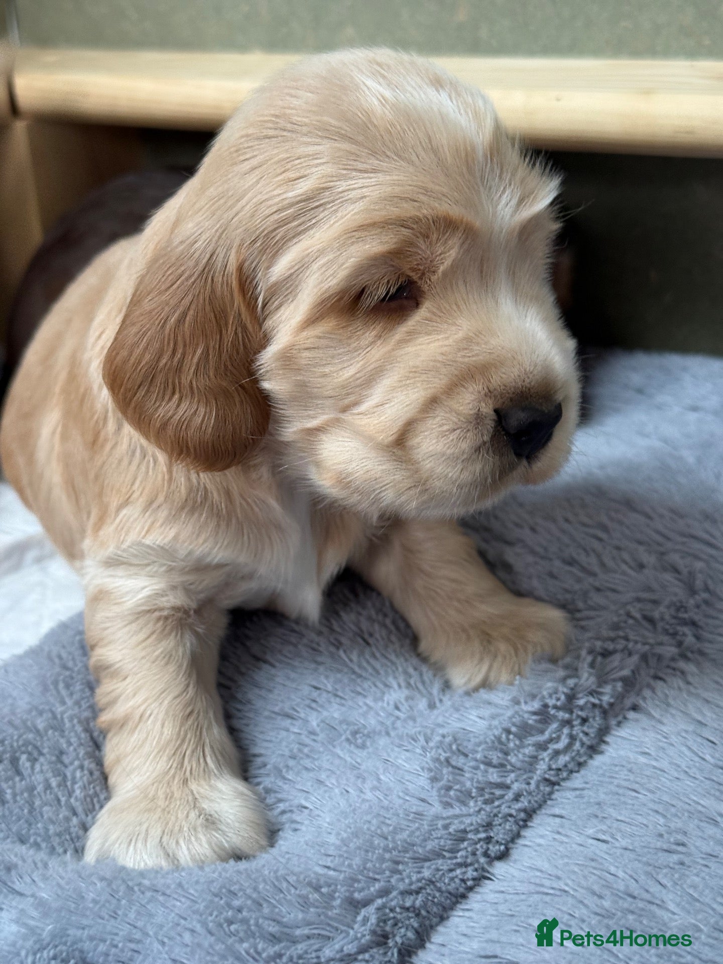 Cocker Spaniel dogs 🤍 KC Show Cocker Spaniels 🤍 - Advert 2
