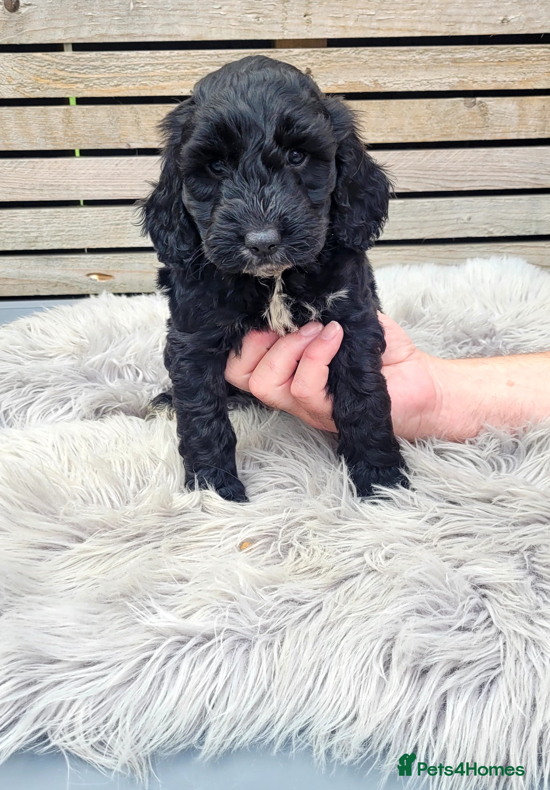 Cockapoo dogs F1 Cockapoo puppies PRA CLEAR Red - Advert 2