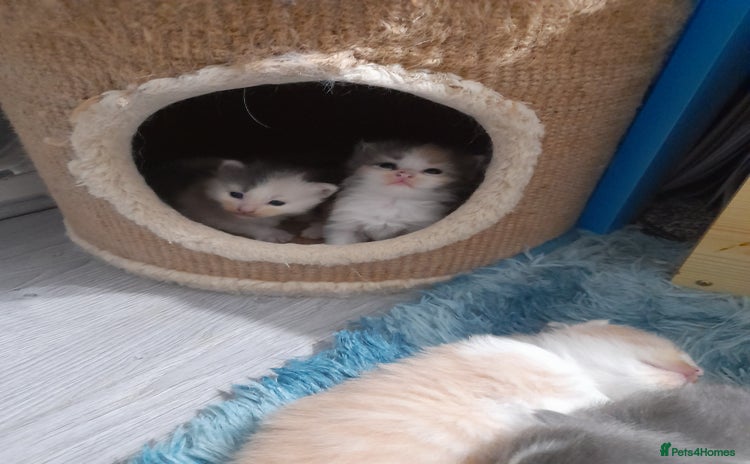 Ragcoon cats - Advert 1