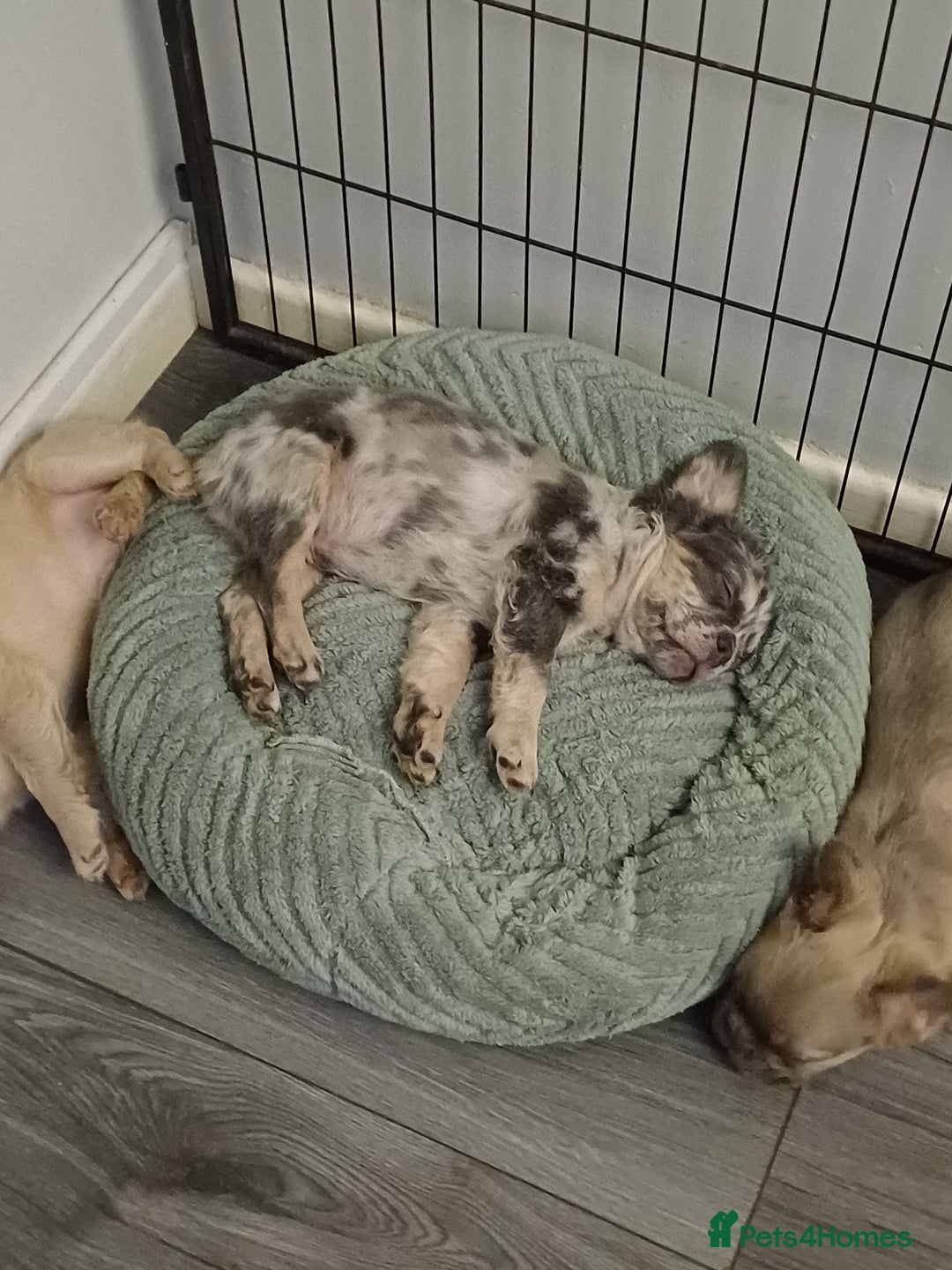 French Bulldog dogs for sale: Quality French Bulldog Puppies – Well Socialised - Advert 6