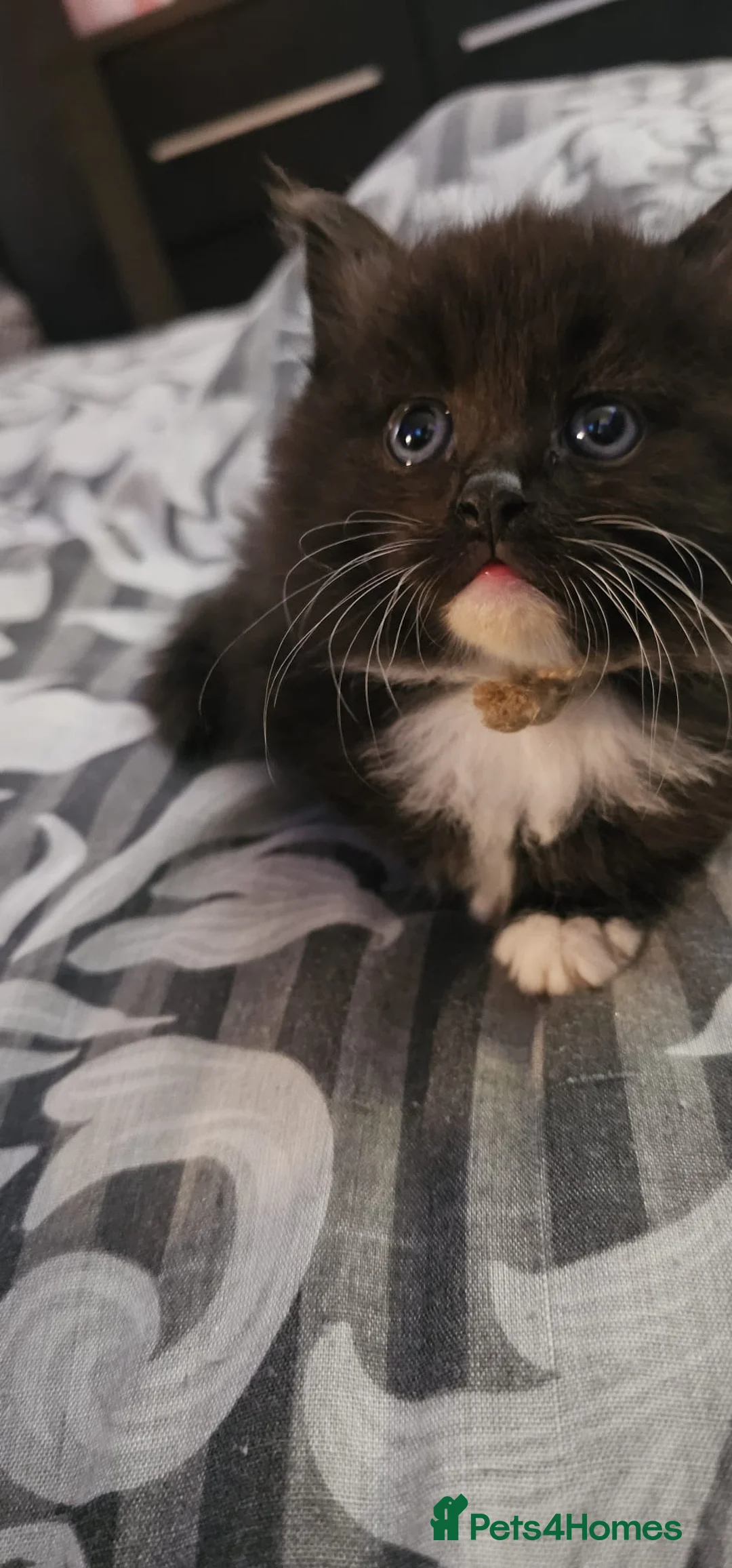 Mixed Breed cats for sale: Ragdoll cross kittens  in Newport - Advert 18