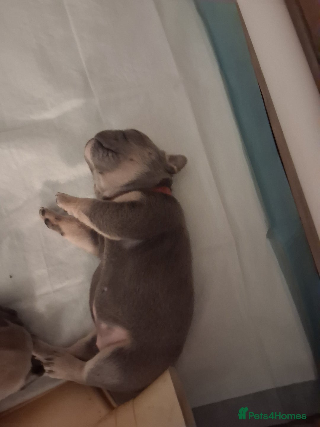 French Bulldog dogs for sale: French bulldogs - Image 15