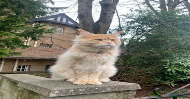 Maine Coon cats - Advert 10
