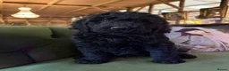 Bernedoodle dogs for sale: Black Bernedoodle Boy 1250 - Advert 6