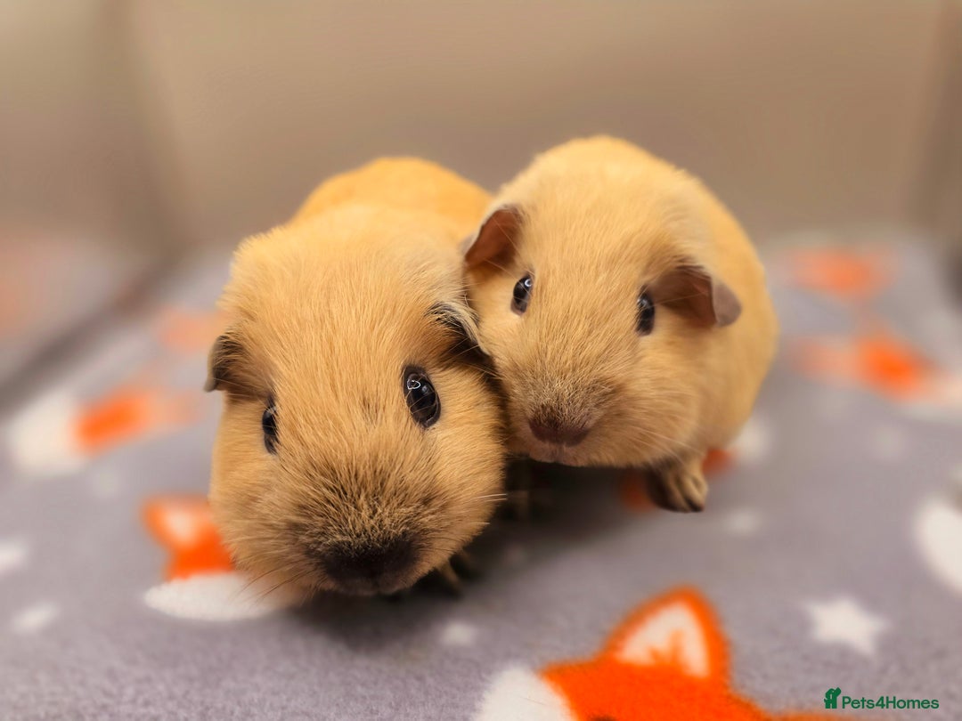 Guinea Pig rodents for sale: X3 Californian Boars £35 each - Advert 2