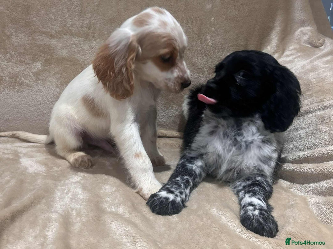 Cockapoo dogs for sale: Stunning cockapoo puppies - Advert 5