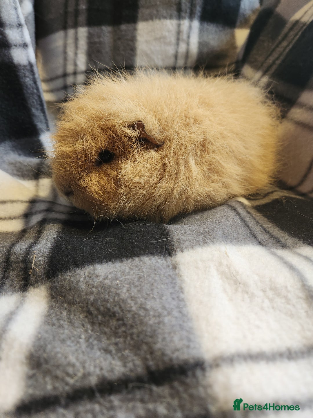Guinea Pig rodents for sale: 2 male swiss guinea pigs - Advert 6