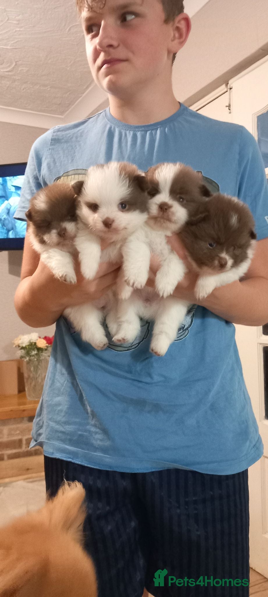 Pomeranian dogs Pomerainian puppies - Advert 14