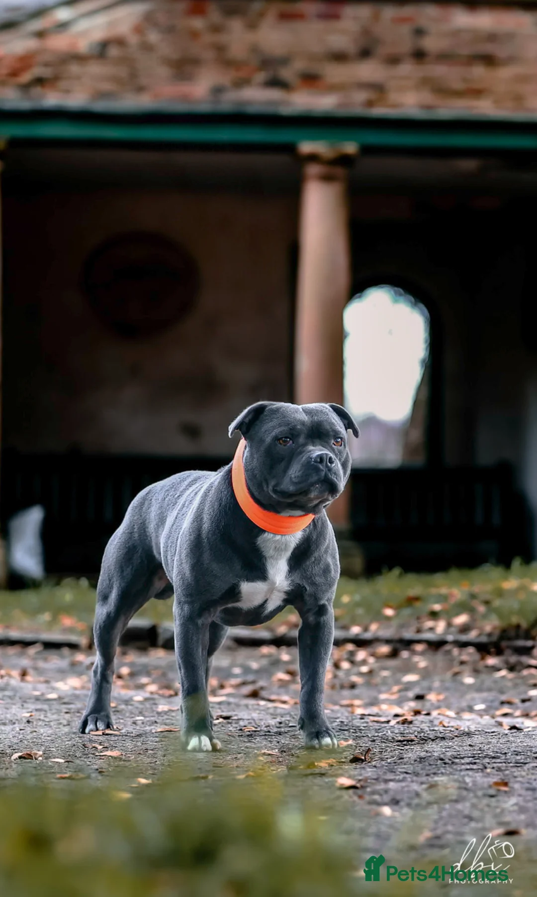 Staffordshire Bull Terrier dogs for stud: NARCOS! THE U.K’s FINEST STAFFY AVAILABLE NOW! in Nottingham - Advert 14