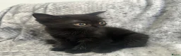 Burmese cats for sale: 🐾 Burmese x British shorthair kittens 🐾 - Advert 11
