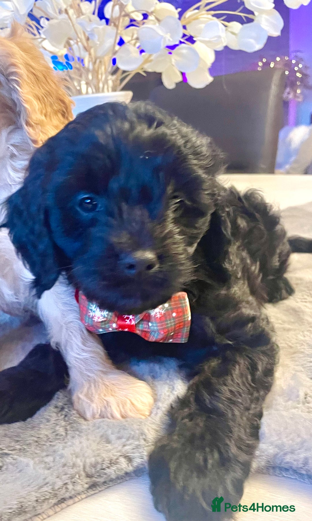 Cavapoo dogs for sale: F1 Cavapoo - Advert 3