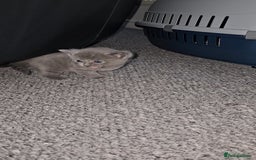 Russian Blue cats for sale: Russian Blue Kittens – Hypoallergenic & Stunning - Image 4