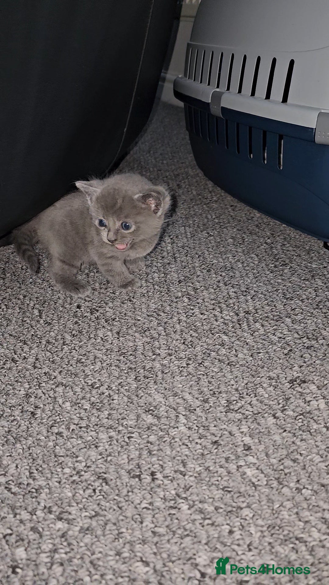 Russian Blue cats for sale: Russian Blue Kittens – Hypoallergenic & Stunning - Image 4