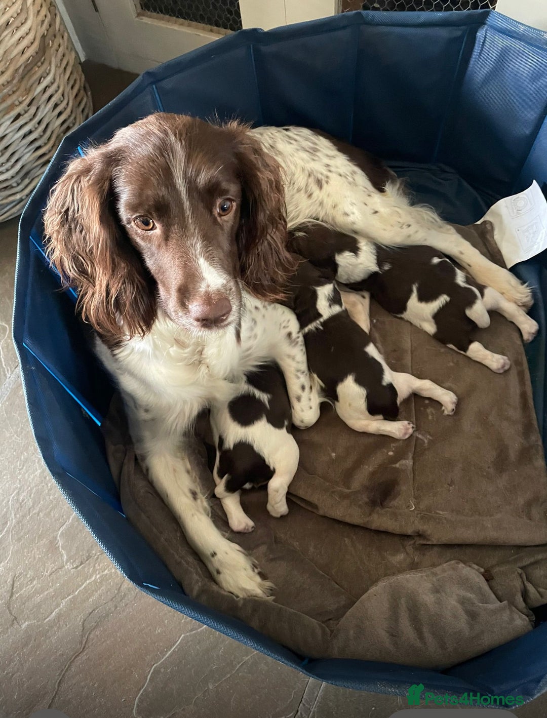 English Springer Spaniel dogs for sale: Beautiful springer spaniel girls  - Advert 5