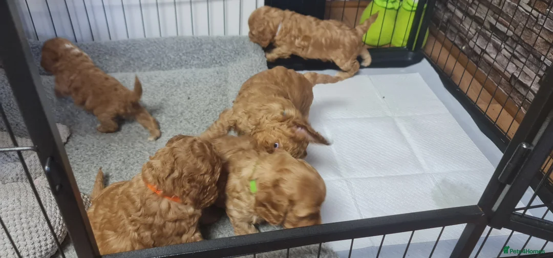 Cockapoo dogs for sale: Beautiful cockapoo puppies 1 girl and 4 boys  - Advert 2