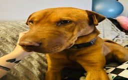 Mixed Breed dogs for sale: Mixed breed 2 year old - Image 1