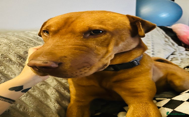 Mixed Breed dogs - Advert 1