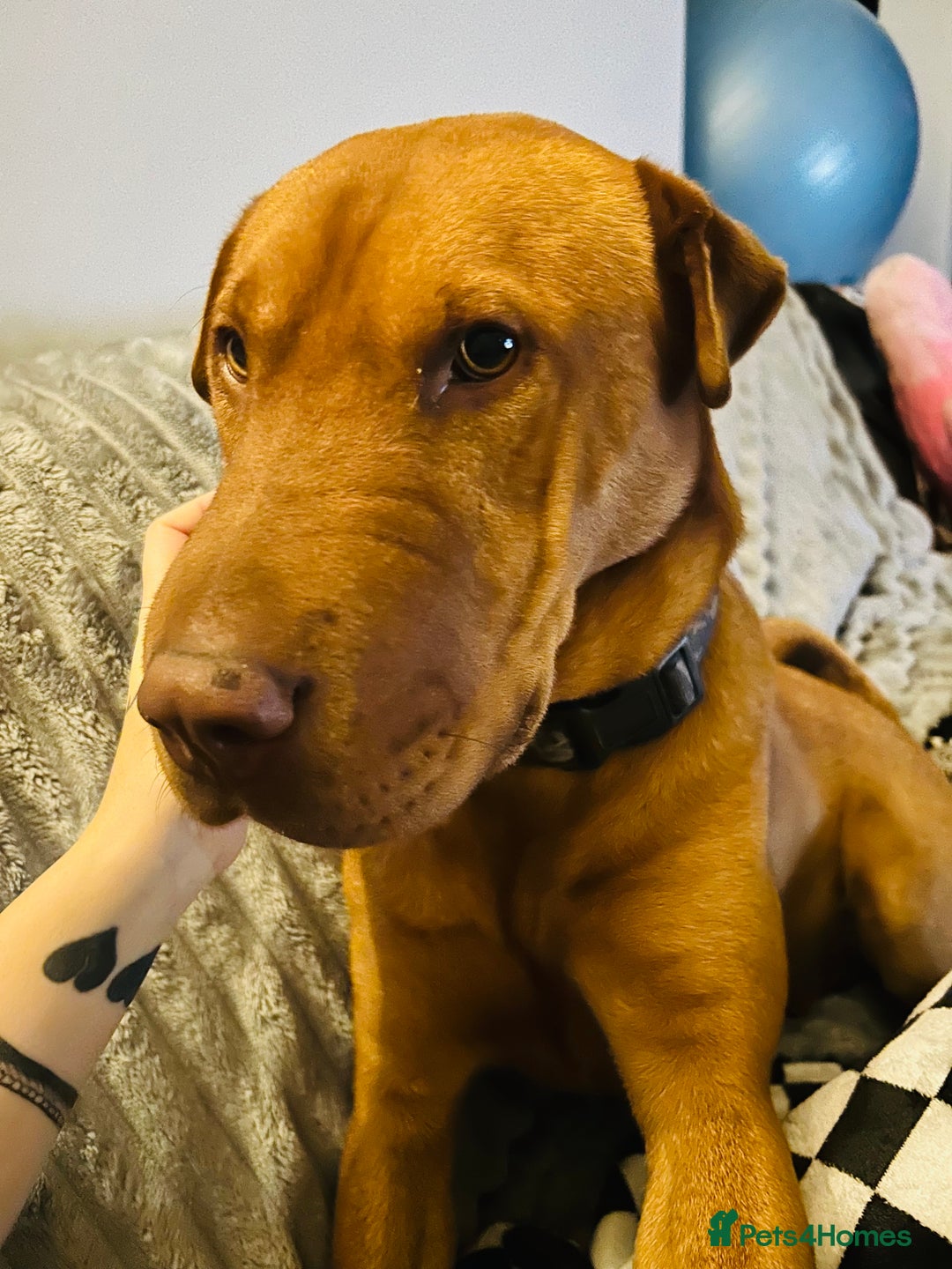 Mixed Breed dogs for sale: Mixed breed 2 year old - Image 1