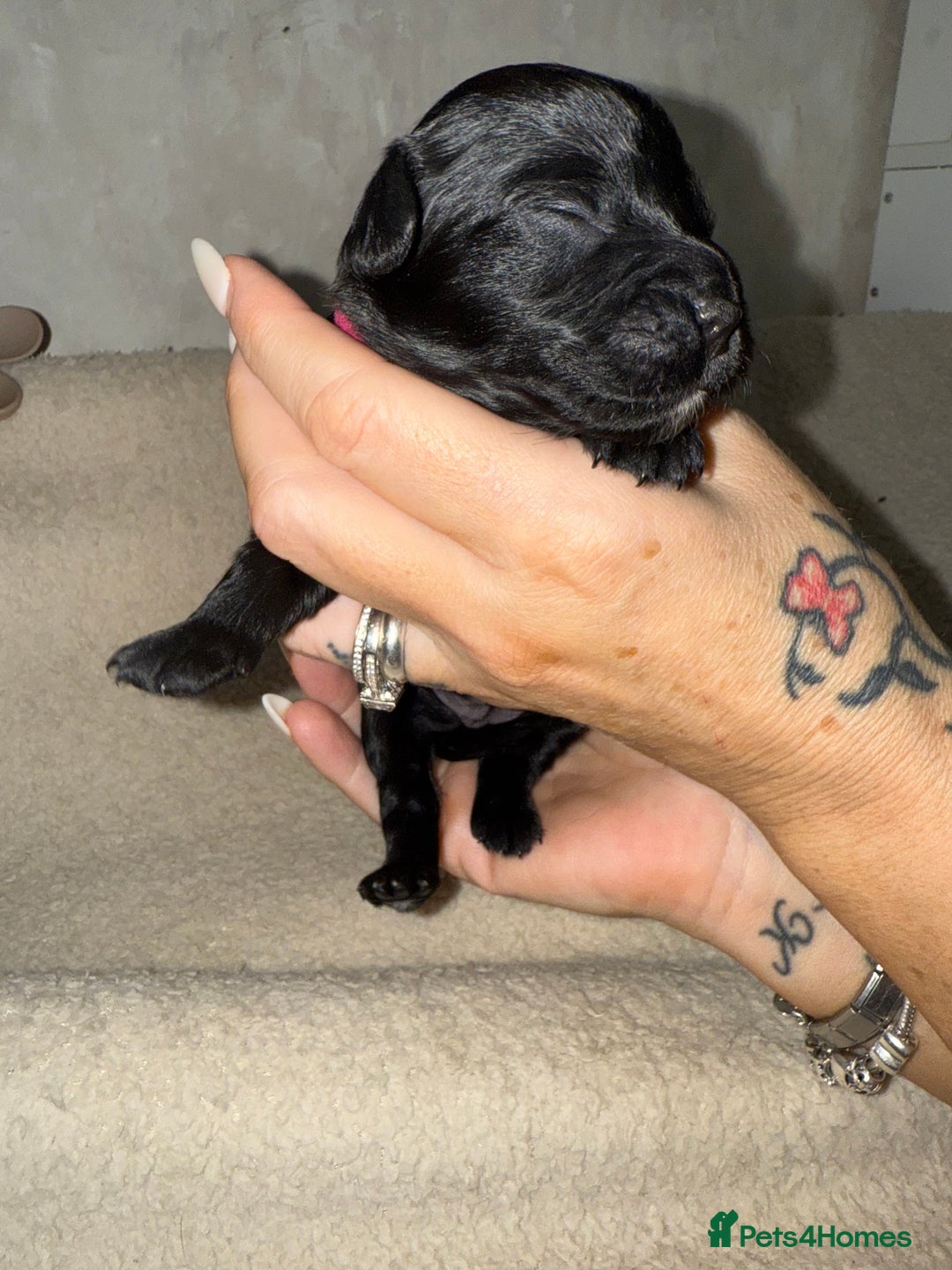 Mixed Breed dogs for sale: chunky litter of French bulldog cross cockapoo - Advert 18