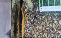 Gouramis fish for sale: Gourami catfish knife gish - Image 13