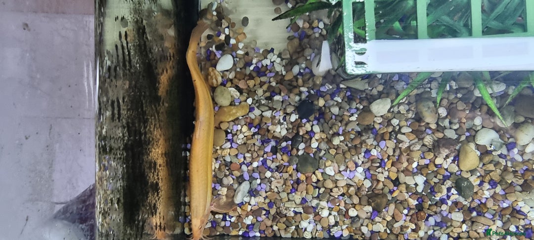 Gouramis fish for sale: Gourami catfish knife gish - Image 13